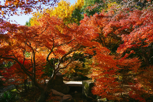 京都楓葉非凡體驗｜紅葉公園手工市集。