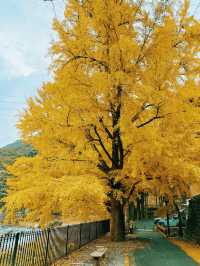 東京｜青梅御岳溪谷 關東紅葉秘境。