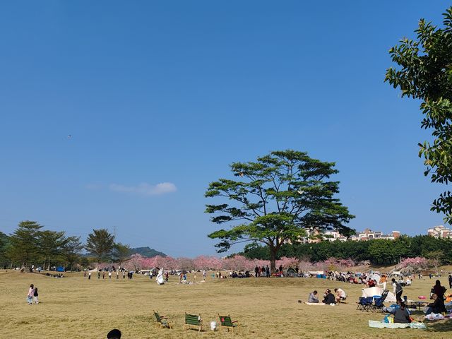 12月到從化風雲嶺看異木棉