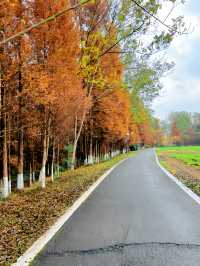 成都水杉紅了，很多人不知道這個寶藏公園