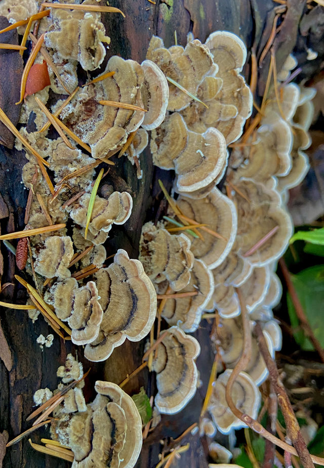 海天一線的森林秘境：西溫燈塔公園步行指南