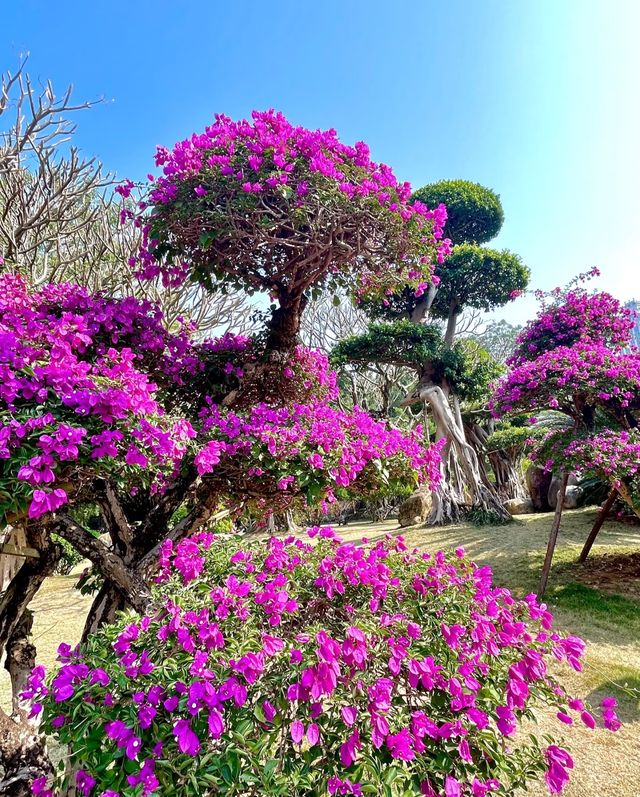 南湖公園，夢幻般的美景等你來