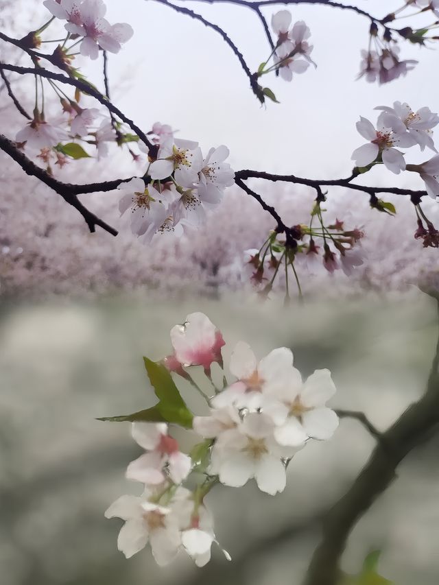 2025春季花海盛宴：賞花攻略大放送