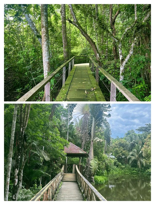 探秘山打根，邂逅雨林深處的奇妙之旅。