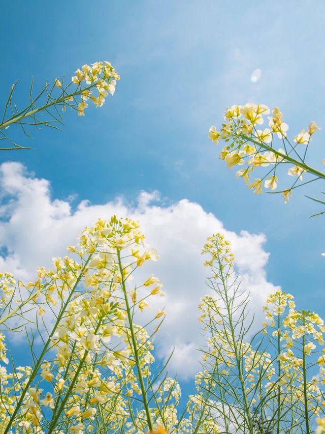 誰懂啊成都這片花海滿足了我對春天的嚮往
