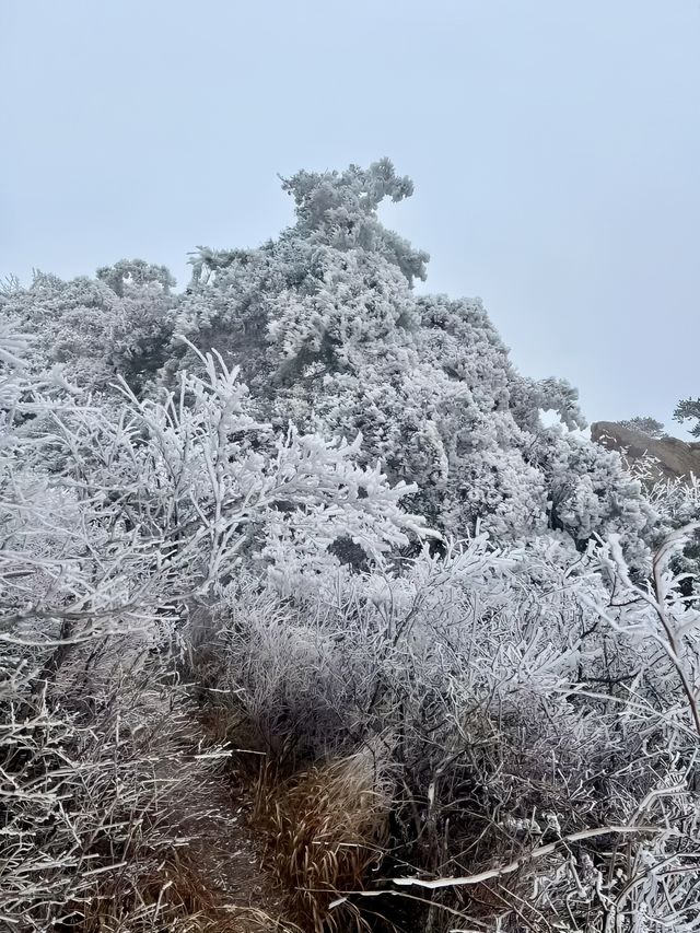 嶗山巨峰霧凇|青島冬日限定仙境 嶗山巨峰霧凇|青島冬日限定仙境
