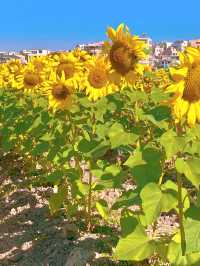 🌻 中山的金色夢境 - 王屋村向日葵花海 🌻