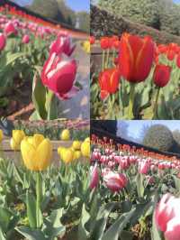 撫州·三翁花園 免費打卡的小眾寶藏公園