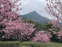 廣東梅州陰那山｜春日快奔赴一場浪漫花約