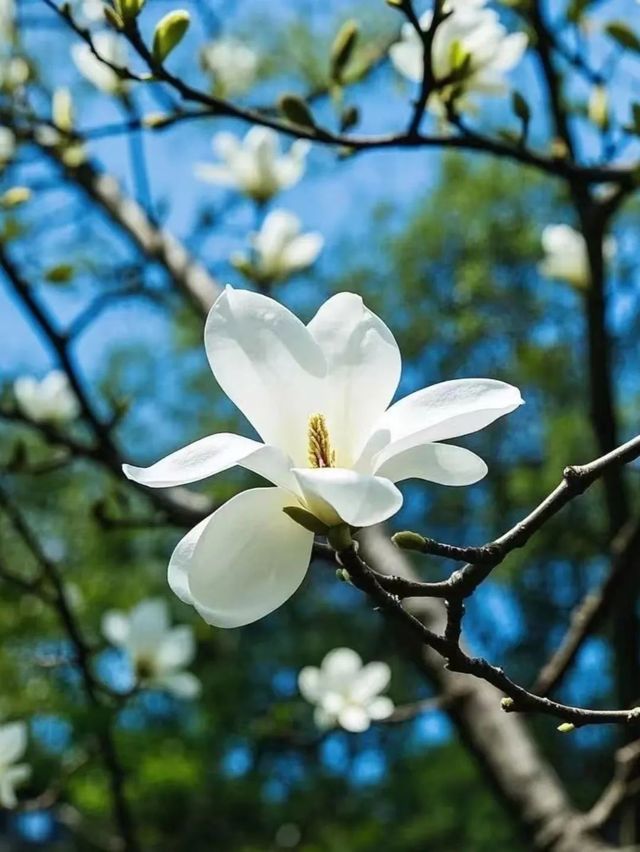 申城玉蘭花開啦！附觀賞地圖→。