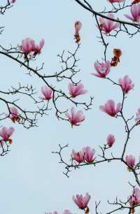 玉蘭吐芳
