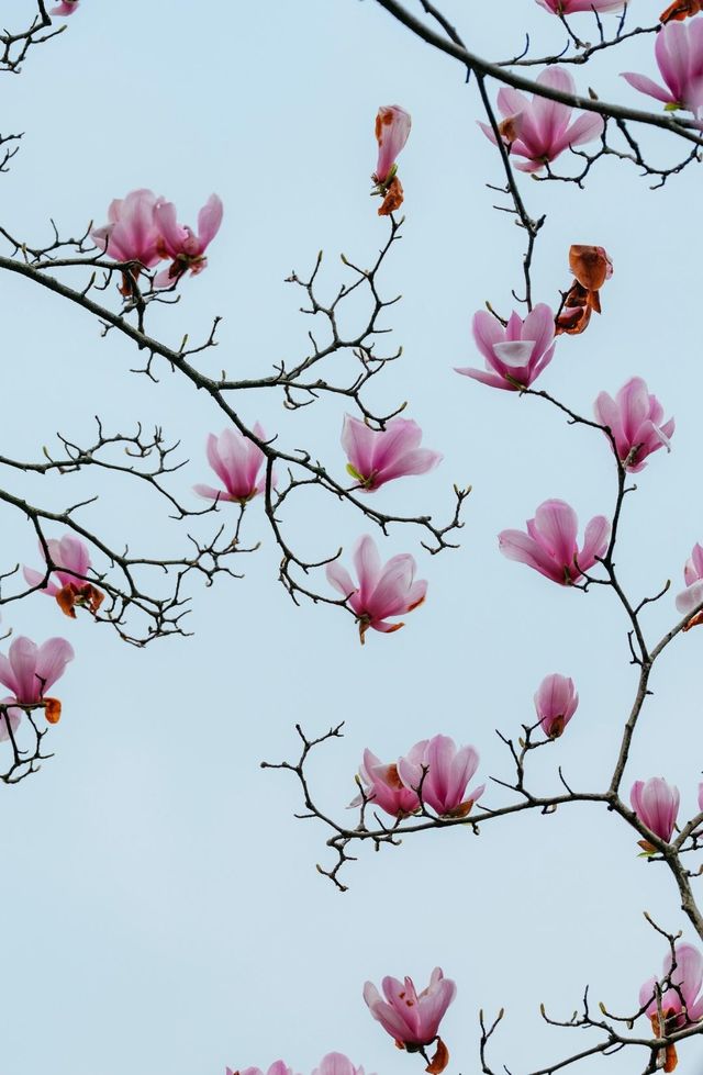 玉蘭吐芳