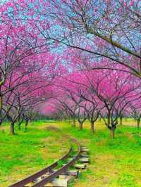 三生三世十里桃花園，現實走走一次吧 