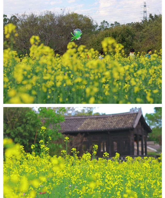 版畫村遇上色彩斑斕的油菜花海，太美太夢幻