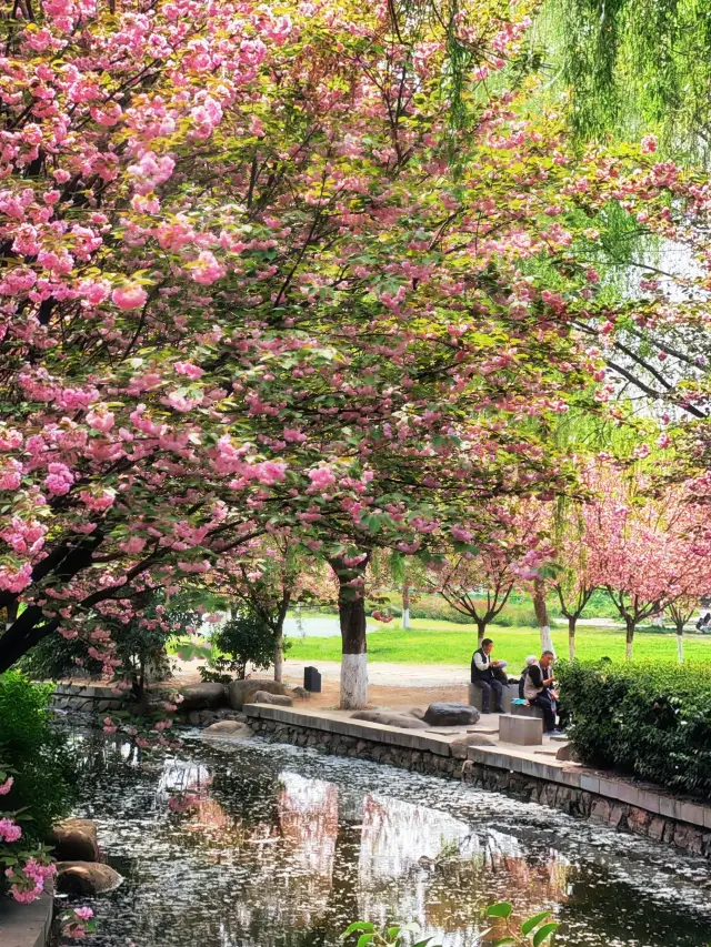 春天來西安,這份賞花指南和時間表請查收!