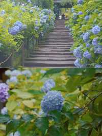 春日繡球花地圖：鎌倉篇