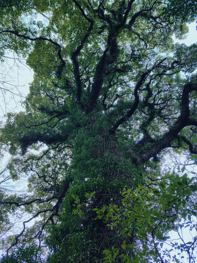 小石川植物園探秘｜未綻放，邂逅東京隱秘花園