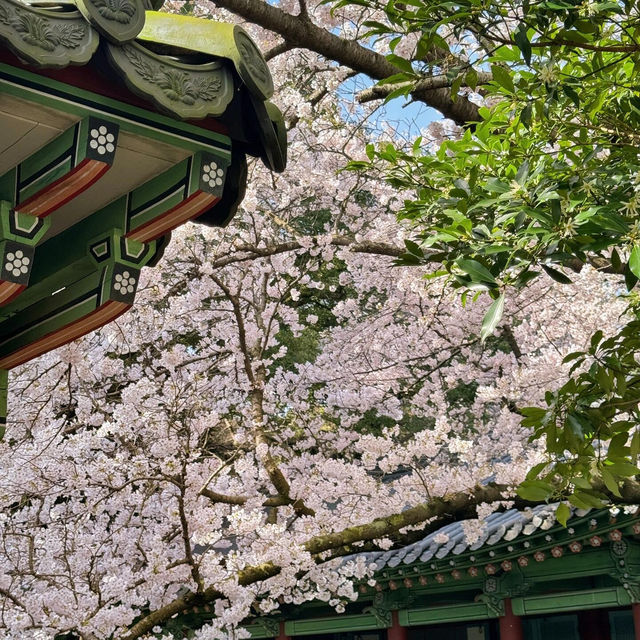 濟州島賞櫻花，🌸這棵樹贏麻了！！！！