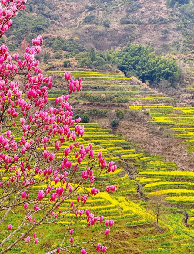 Wuyuan, Jiangxi | Encounter a Golden Sea of Flowers, March-Only Scenery!