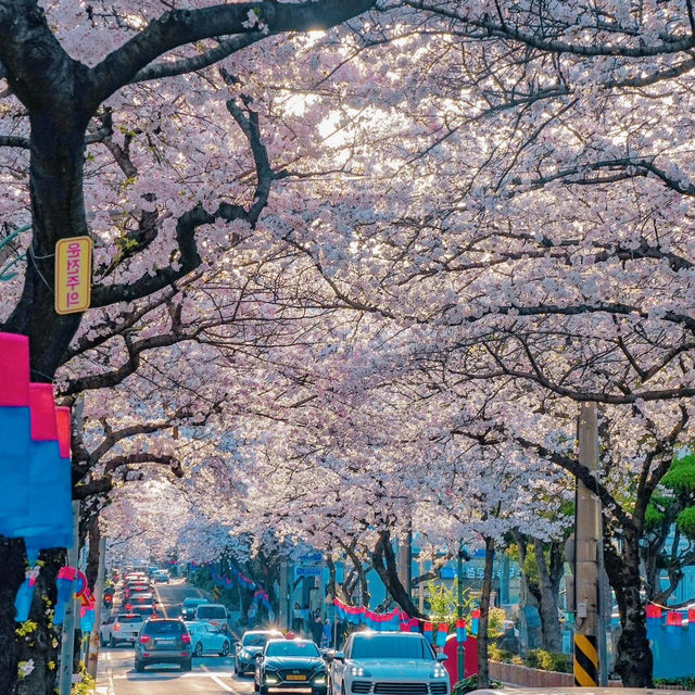 我不會放棄去濟州島看櫻花的🌸