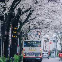 🌸追櫻地圖 | 日本的春天，是一萬次的春和景明