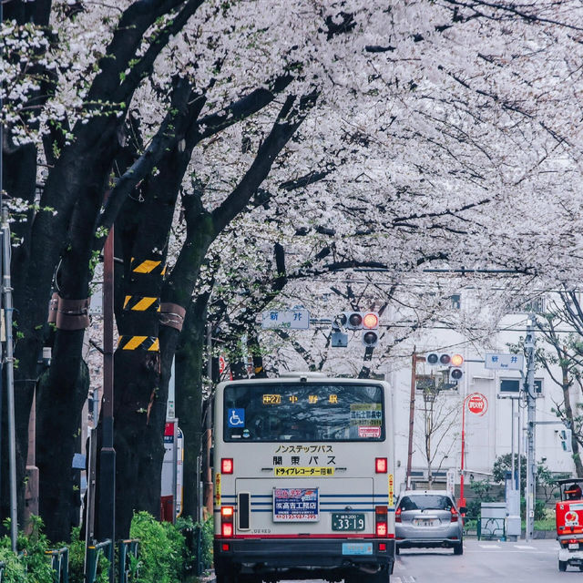 🌸追櫻地圖 | 日本的春天，是一萬次的春和景明
