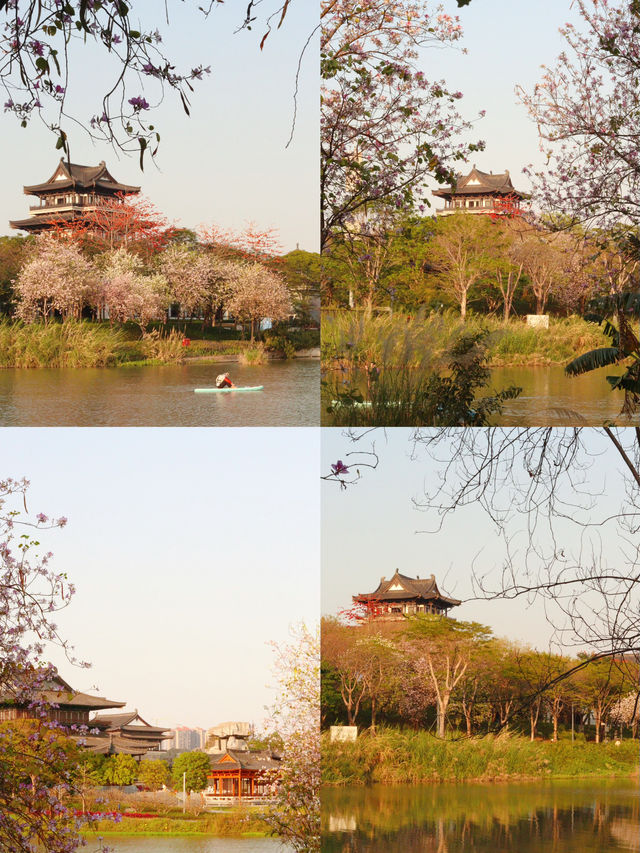 🪴廣州海珠湖公園的春天太好拍啦～