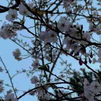 🇰🇷 釜山 | 赴一场樱花之约🌸🫧🌷💖