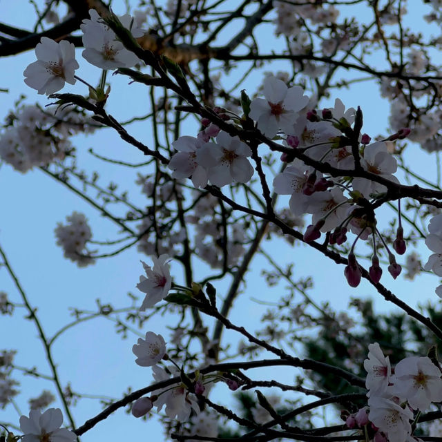 🇰🇷 釜山 | 赴一场樱花之约🌸🫧🌷💖