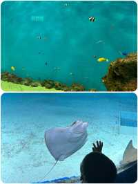桃園Xpark水族館探秘攻略！親子遊玩好去處，美食購物兩不誤
