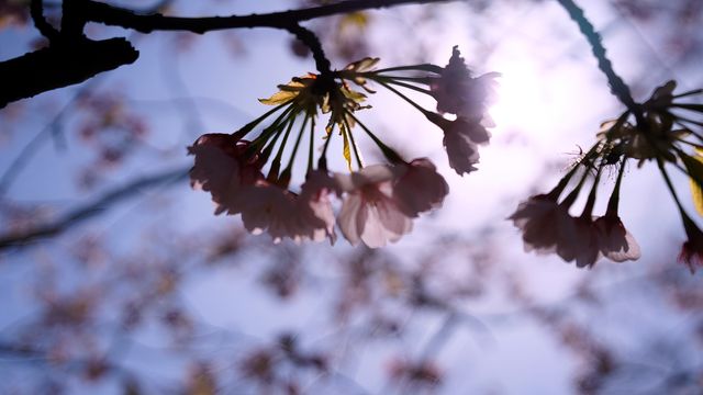 黿頭渚賞花記 黿頭渚賞花記
