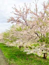 札幌賞櫻全攻略：北國都市的春日櫻花物語！