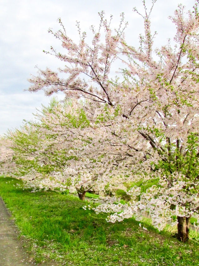 札幌賞櫻全攻略：北國都市的春日櫻花物語！