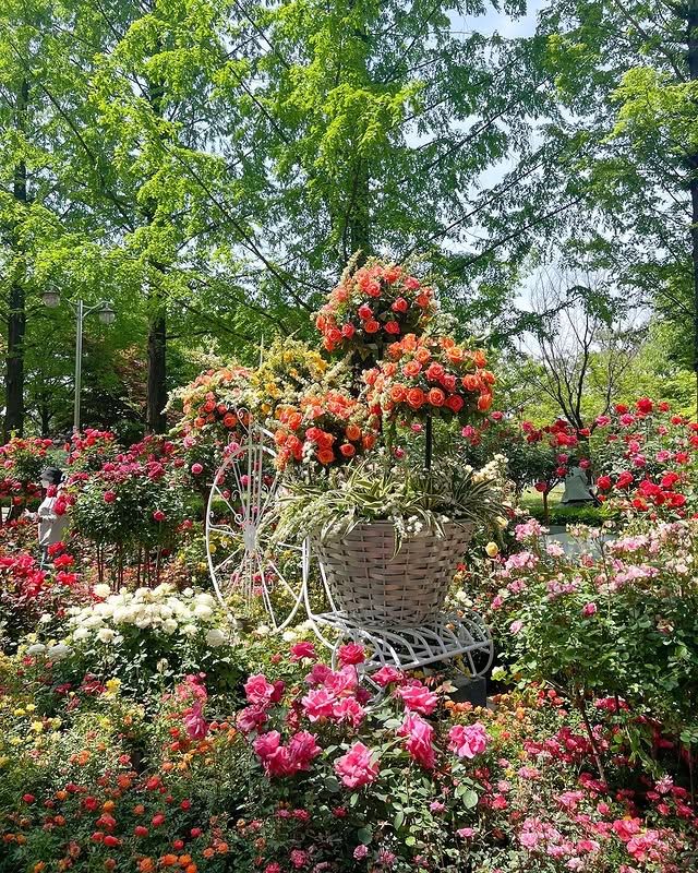 高陽花卉博覽會—夢幻花海，美到不真實！