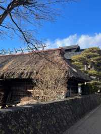 日本8日遊清明賞花正當時別錯過