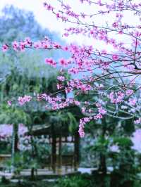 重慶酉陽桃花源春日仙境