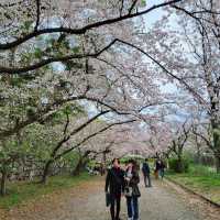 🌸福岡遊之舞鶴公園賞櫻🌸 