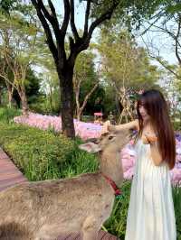 🌷珠海新貌 | 治愈系花海棧道，美翻啦🌸