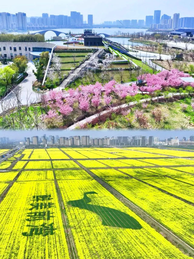 前灣新區｜被這片湖畔花海治癒了！人少免費速衝