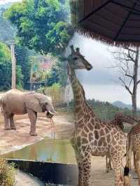 不去非洲在清遠長隆竟然能看到動物大遷徙