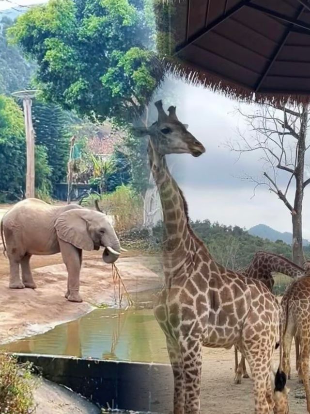不去非洲在清遠長隆竟然能看到動物大遷徙
