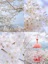 ⋆ ˚sukura୨୧˚櫻花會過期照片不會～