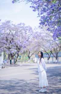 西昌2025藍花楹賞花攻略 紫色限定浪漫