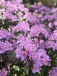 Spring Blossoms: Nature’s Gentle Magic