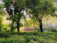 Pinghu Ecological Park: A Bustling City Green Paradise