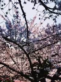 春日限定|喺武漢嚟一場櫻花之約