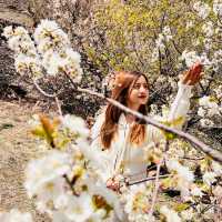🌸 Springtime Magic at Dalao Cherry Blossom Valley