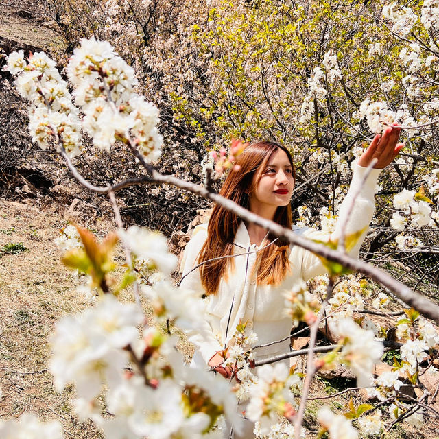 🌸 Springtime Magic at Dalao Cherry Blossom Valley