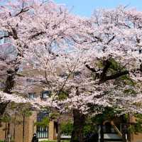 日本賞櫻之旅-仙台東北大學 