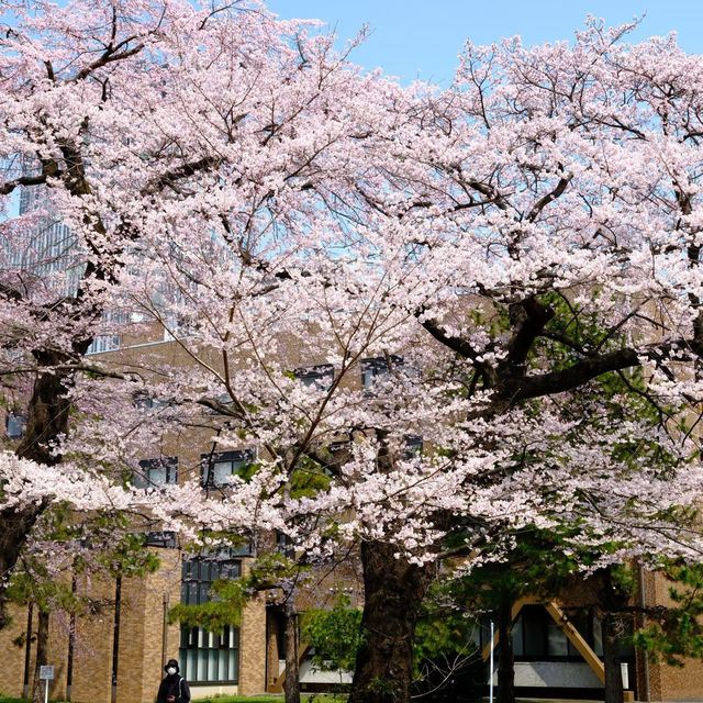 日本賞櫻之旅-仙台東北大學 